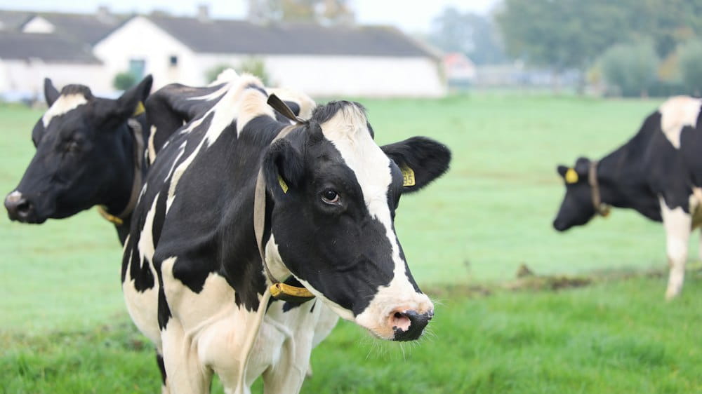 Dairy Farm Worker