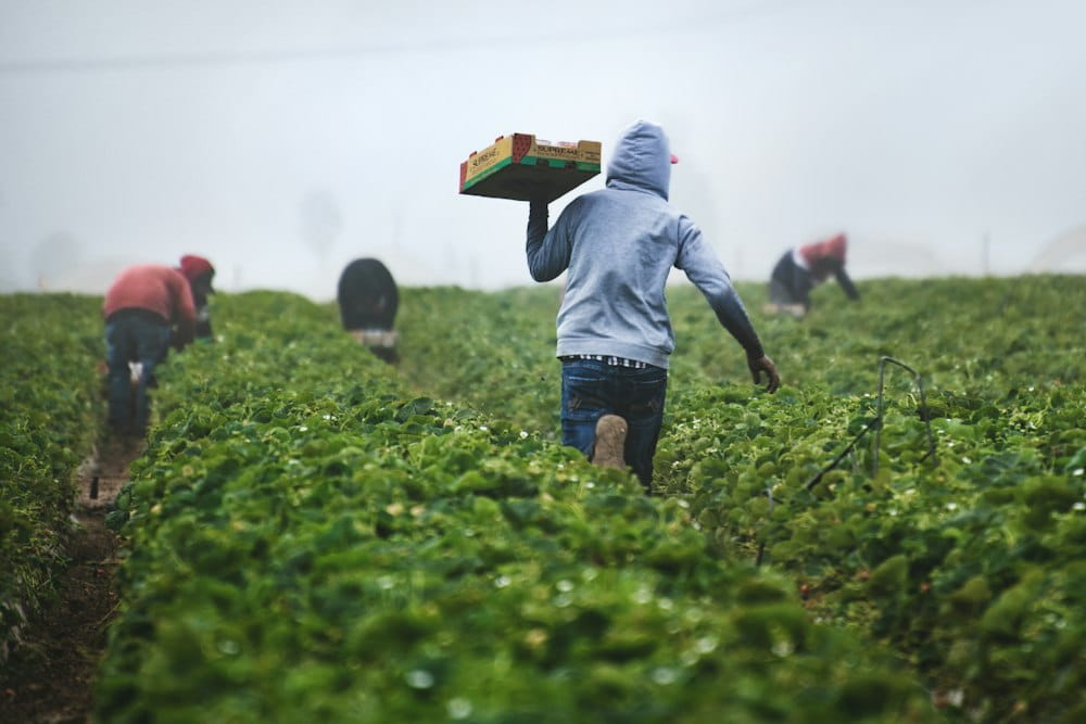 Farm Worker