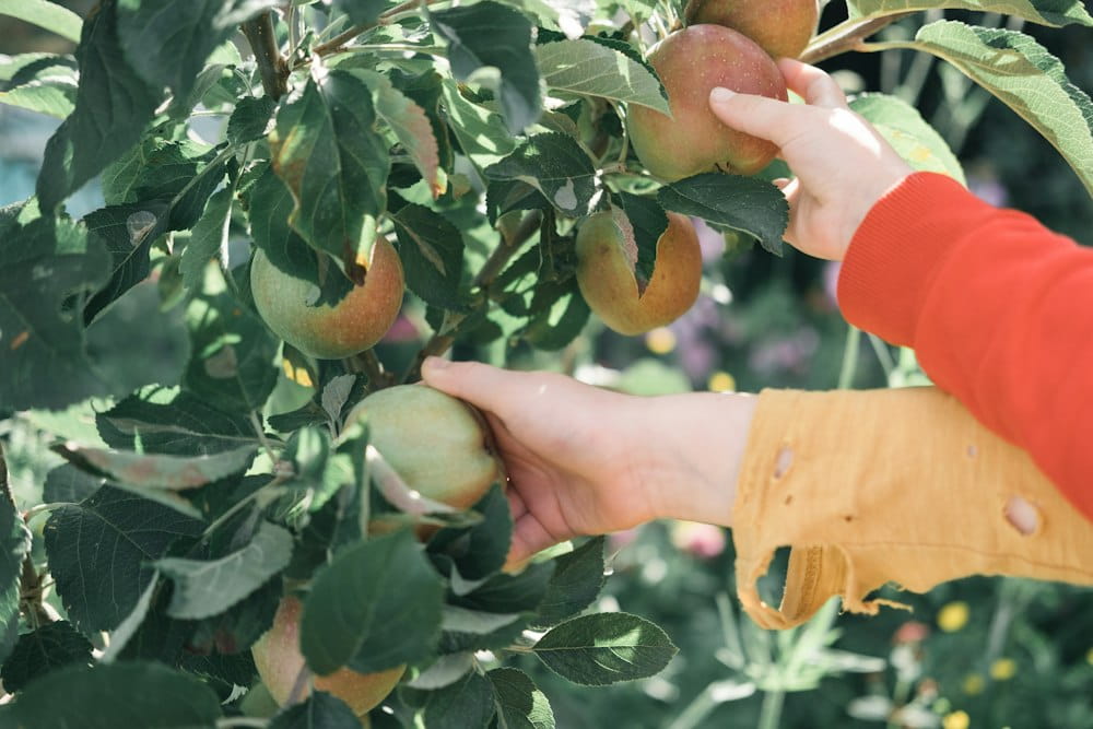 Fruit Picker