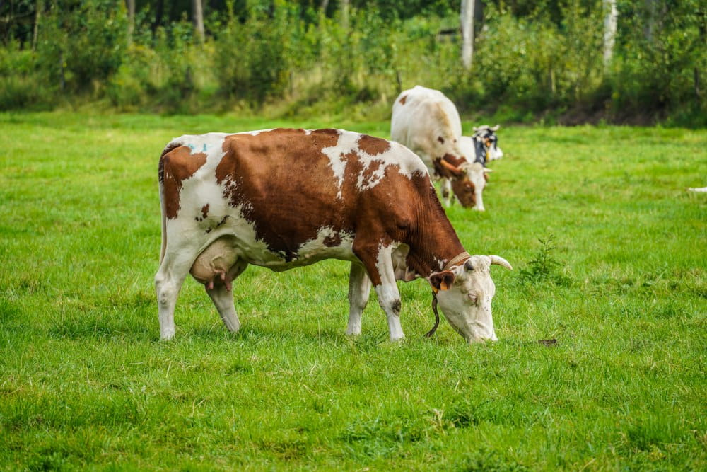 Livestock Farm Worker