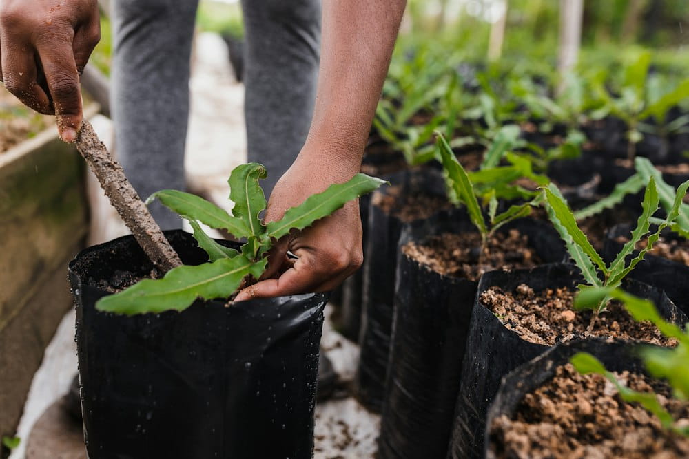 Plant Nursery Worker