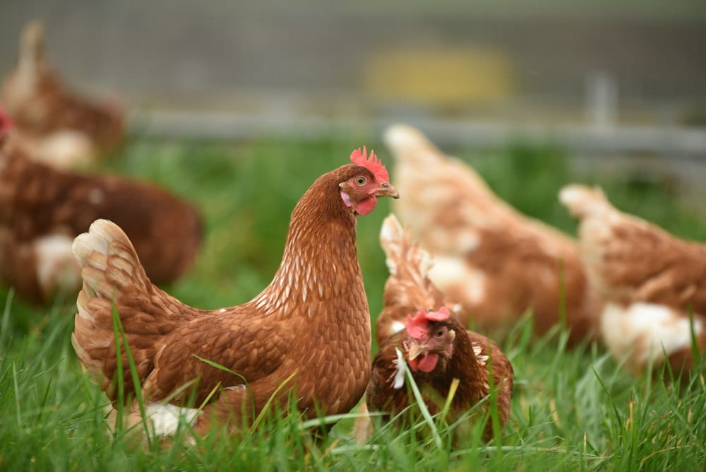 Poultry Farm Worker